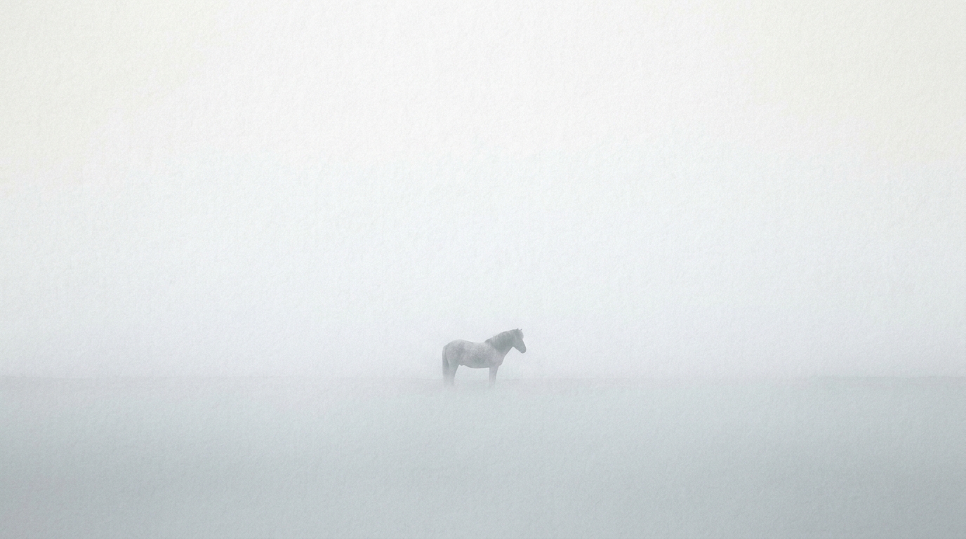 A single Icelandic horse in pale fog